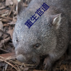 重生官道