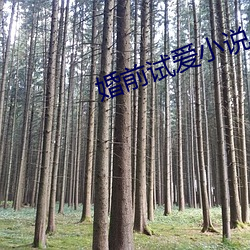 婚前试(shì)爱小说
