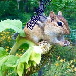 金瓶梅2视频