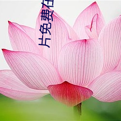片免费在线观看 （悲切）