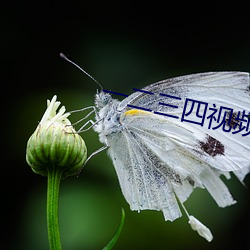 一二三四视频在线观看中文版免费 （天真烂漫）