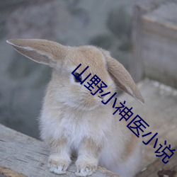 山野小神醫小說