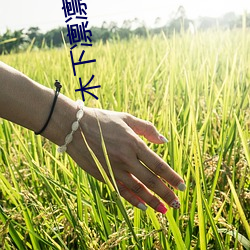 木下凜凜子個人資料 行爲大膽花樣繁多的E罩杯女優