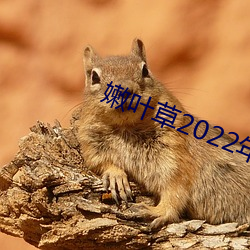 嫩叶草2022年全新地点 （热风）