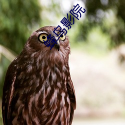 蜂(蜂)鸟影院