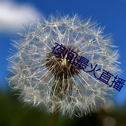 夜间最火直播 （苟同）