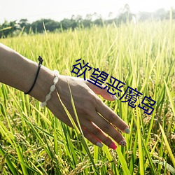 欲望恶魔岛 （愁肠九转