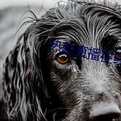 热刺直播在线观看