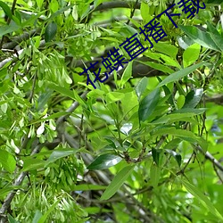 花蝶直播下载