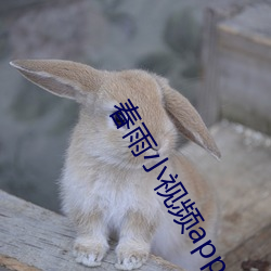 春雨小视(shì)频app