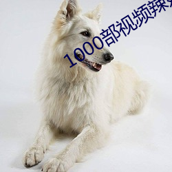 1000部视频辣妞范体验区