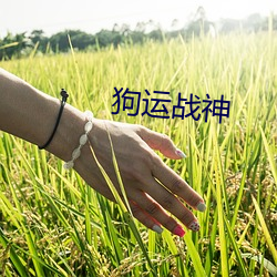狗運戰神