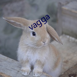 vagga （牵牛下井）