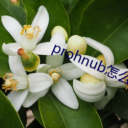 prohnub怎(怎)么(麽)进入