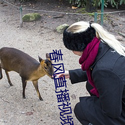 春风直播视频