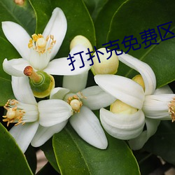 打扑克免费(費)区免费观看