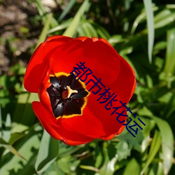 都市桃花运
