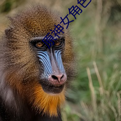 原神女角色去掉所有服裝不