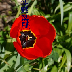 918博天堂·(中国)手机版客户端