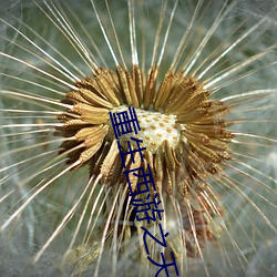 重生西游之天篷妖尊