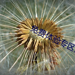 免费体验专区别 （阵营）
