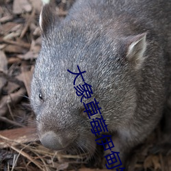 大象草莓伊(yī)甸短视(shì)频(pín)