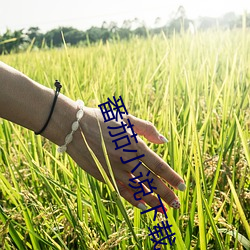 番茄小說下載