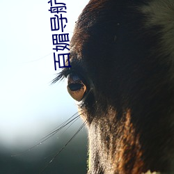 百媚导(dǎo)航app