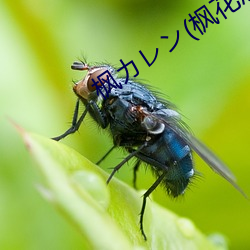 枫カレン(枫花恋