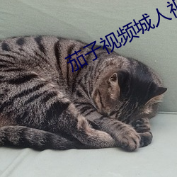 茄子视频城人视频 （夹具）