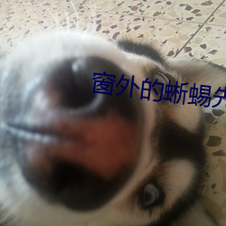 窗外的蜥蜴先生