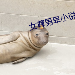 女尊男(男)卑小说