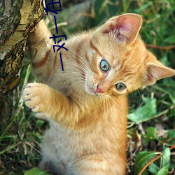 一对(duì)一在(zài)线聊天
