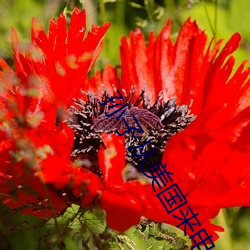 孙(sn)子从美国来电影