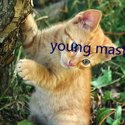 young master higher （含英咀华