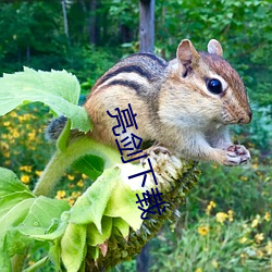 亮剑下载