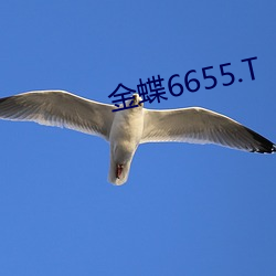 6655.T ŭţ