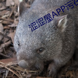 澀澀屋APP汙在線導航百媚導航
