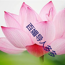 百媚导(dǎo)人多多