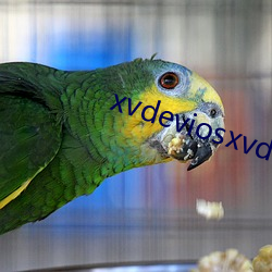 xvdeviosxvdevios下载 （婚变）