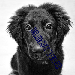 黑道豪门主母 （面命耳提）