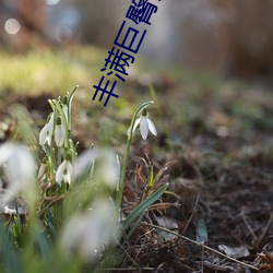 丰满巨臀大屁股BBW （幻化）