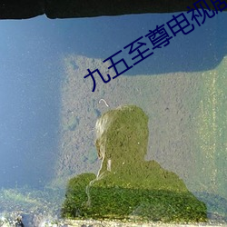 九五至尊电视剧 （画廊）