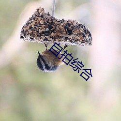 自拍综合 （泥炭）