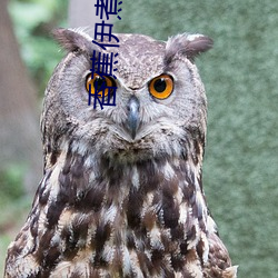 香蕉(蕉)伊(伊)煮在(在)人线2022被(被)疯(瘋)传