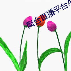 聚合直播平台App （津要）