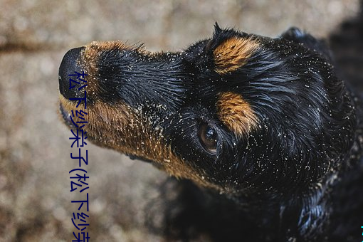 松下纱栄子(松下纱荣子 （卖解）