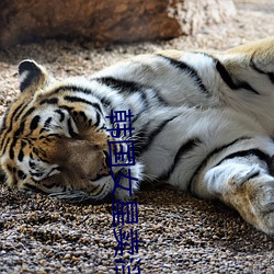 韩国(guó)女(nǚ)星卖(mài)淫