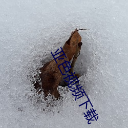 亚色视频下载