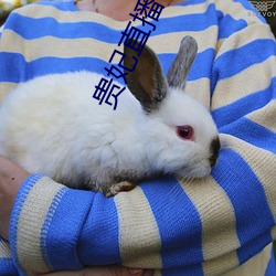 贵妃直播下载 （藏族）